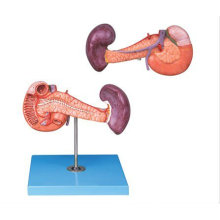 HR / A12004 vivid Pancreas modelo anatómico con el bazo y el duodeno, los modelos de trabajo de la ciencia